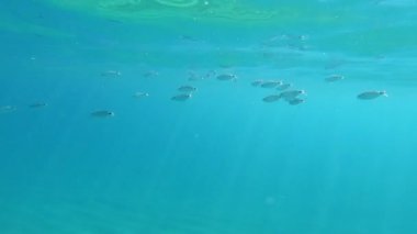 İspanya 'nın Costa Brava bölgesindeki Akdeniz' de bir grup balık.