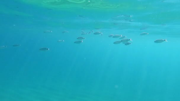 Ομάδα Ψαριών Στη Μεσόγειο Θάλασσα Στην Costa Brava Της Ισπανίας — Αρχείο Βίντεο