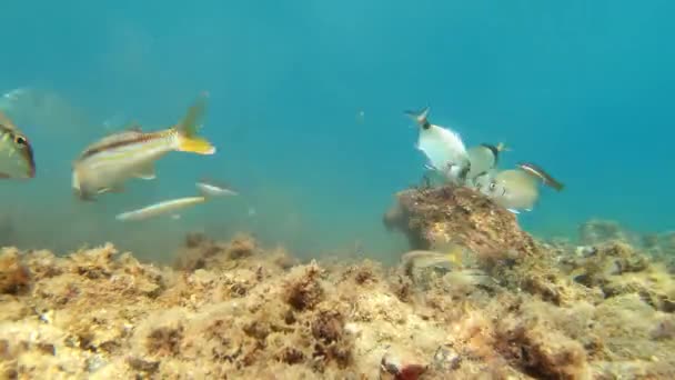 不同种类的鱼在海底 接近水面 地中海 帕拉莫斯 科斯塔布拉瓦 加泰罗尼亚 西班牙 — 图库视频影像