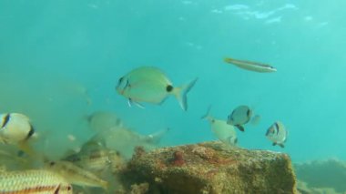 Deniz tabanında, su yüzeyinin yakınında, Akdeniz 'de, Palamos' ta, Costa Brava 'da, Katalonya' da, İspanya 'da farklı balık türleri yemek yer.