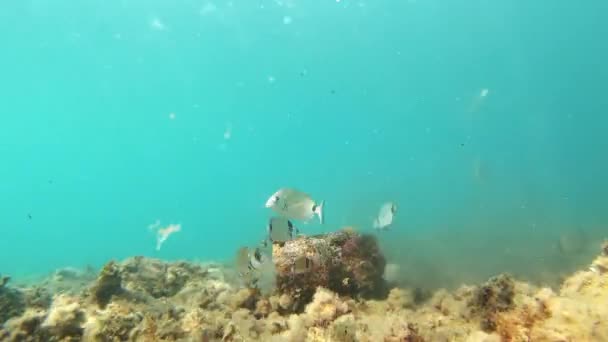 不同种类的鱼在海底 接近水面 地中海 帕拉莫斯 科斯塔布拉瓦 加泰罗尼亚 西班牙等地吃 时间差视频 — 图库视频影像