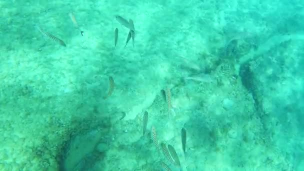 Diferentes Tipos Peixes Comem Fundo Mar Perto Superfície Água Mar — Vídeo de Stock