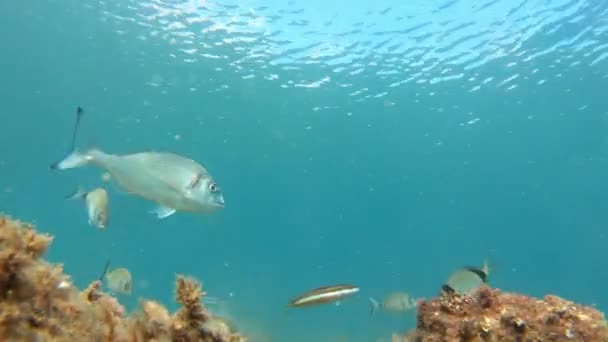 Olika Typer Fisk Äter Havsbotten Nära Vattenytan Medelhavet Palamos Costa — Stockvideo