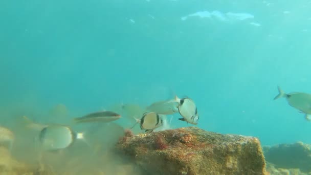Różne Rodzaje Ryb Jedzą Dnie Morza Pobliżu Powierzchni Wody Morze — Wideo stockowe
