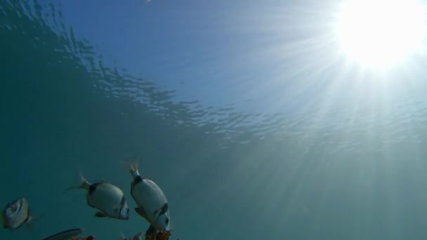 不同种类的鱼在海底 接近水面 地中海 帕拉莫斯 科斯塔布拉瓦 加泰罗尼亚 西班牙 — 图库视频影像