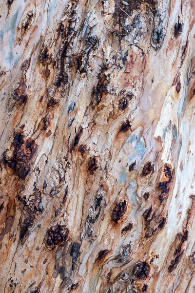 Abstract Brown Pattern Background Colorful Texture Eucalyptus Tree Bark Tree — Stock Photo, Image