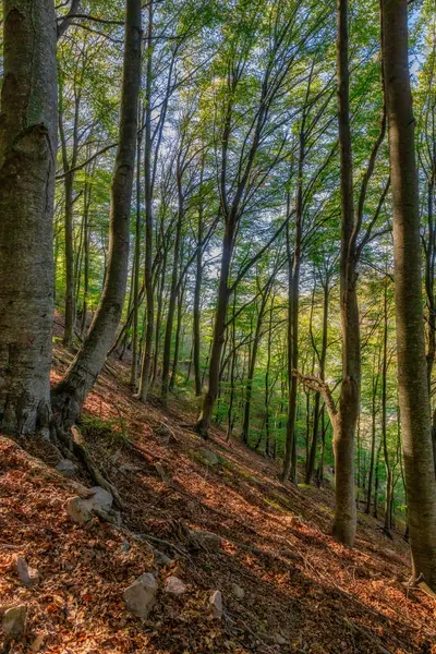 Beaux Rayons Soleil Dans Une Forêt Hêtres Verts Espagne Montseny — Photo