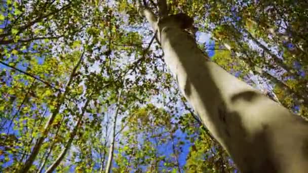 Handheld Footage Tall Sycamore Trees Spanish Village Santa Coloma Farners — Stock Video