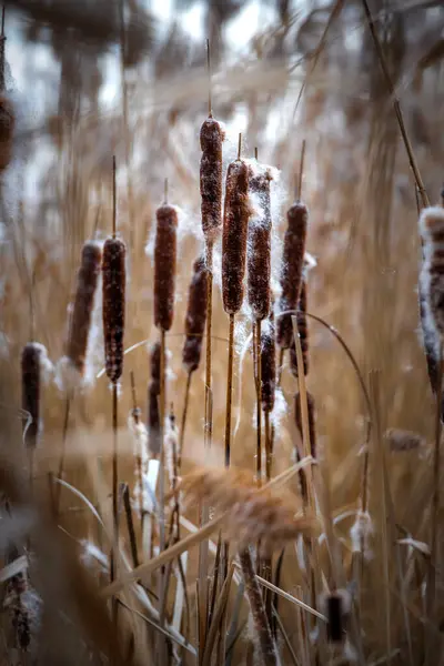 Typhaceae, cattail family plants in wintertime in lake Balaton of Hungary