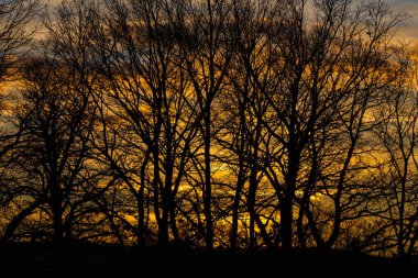 Parlayan altın günbatımı ışıkları, sonbaharda ağaçların gölgeleriyle, karamsar bir ormanın sisini güzelce aydınlatıyor.