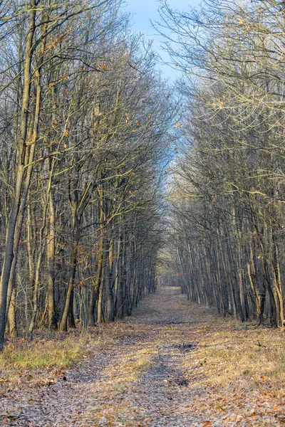 Sikátor Egy Sűrű Őszi Erdőben Magyarország Közel Kisváros Tapolca Jogdíjmentes Stock Fotók