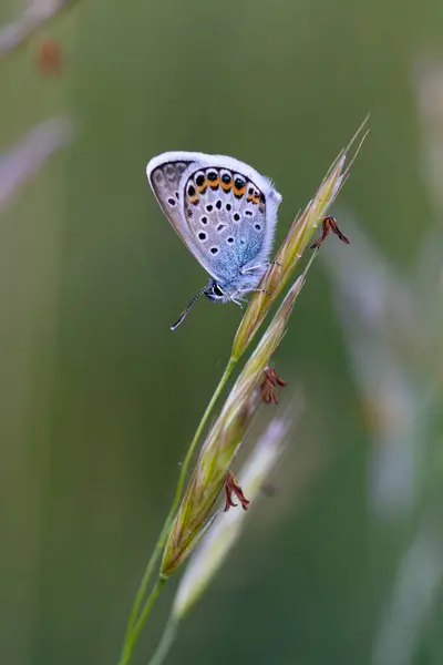 Κοντινό Πλάνο Του Μια Όμορφη Πεταλούδα Κοινή Μπλε Ίκαρος Polyommatus Royalty Free Φωτογραφίες Αρχείου