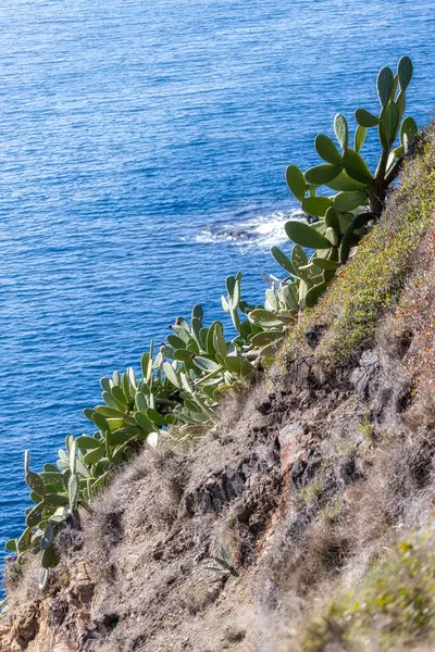 Green Cactus Plants Spanish Coastal Costa Brava Spring — Stock Photo, Image