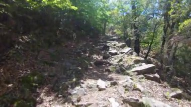 Bahar mevsiminde bir kayın ormanında Montseny Dağı, Katalonya, İspanya 'da yürüyüş yapmak..