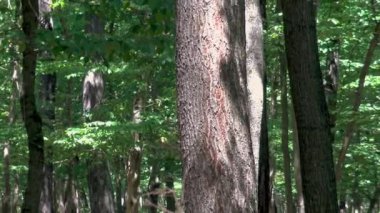 Korna ve meşe ağaçlarıyla orman detayları