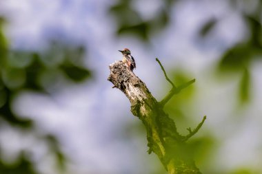 Ortanca Benekli Ağaçkakan (Dendrocoptes Medius)