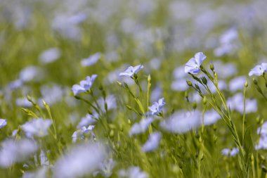Güzel mavi keten çiçekler. Keten çiçekleri. Seçici odaklanma, kapat. Tarım, keten yetiştirme. Birçok çiçekli bitkinin (linum usitatissimum) alanı. Linum çiçek açar