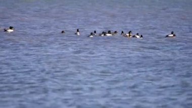 Ortak Goldeneye (Bucephala clurla), Macaristan 'ın Balaton gölünde su üzerinde grup