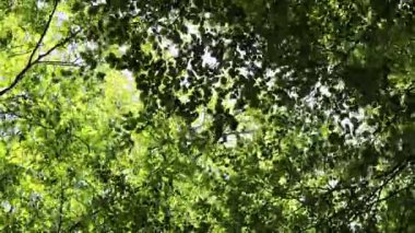 Kayın ağacı yapraklarını güneşli bir bahar gününde bırakır.