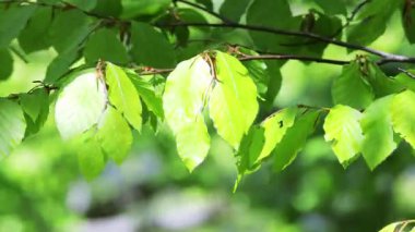 Kayın ağacı yapraklarını güneşli bir bahar gününde bırakır.