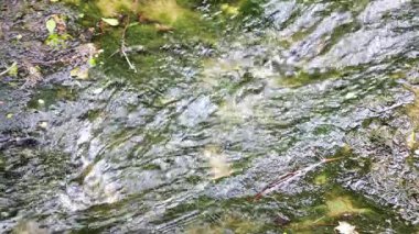 İspanya Katalonya 'daki Rupit köyü yakınlarındaki ormanda küçük bir nehir.