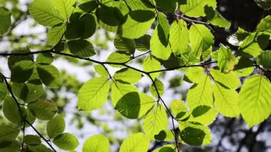 Kayın ağacı yapraklarını güneşli bir bahar gününde bırakır.