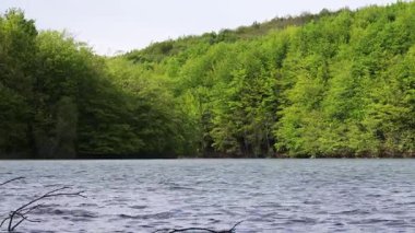 Güneşli bir yaz gününde Santa Fe Rezervuar Gölü İspanya 'nın Montseny dağındaki kayın ormanında