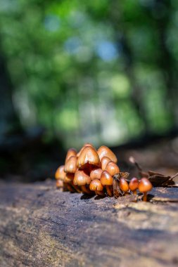 Küçük mantarlar orman zemininde büyüyor.