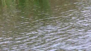 Küçük Yunus (Tachybaptus ruficollis) yiyecek aramak için bir gölde yüzüyor.