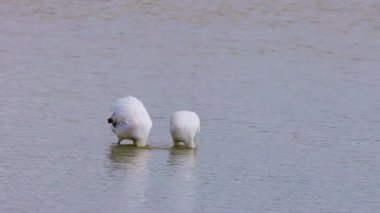 İki genç flamingo beslenme yerinde kavga ediyor.
