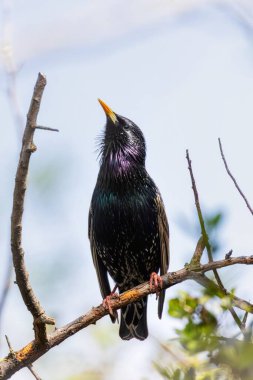 Avrupa Starling, Sturnus vulgaris, ağaç kütüğüne tünemiş.