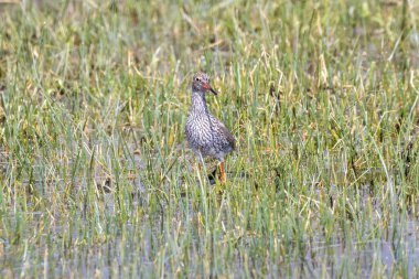 Göle tüneyen siyah kanatlı stilt yakın plan, Parc Natural dels Aiguamolls de l Emporda, Katalonya, İspanya