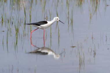 Göle tüneyen siyah kanatlı stilt yakın plan, Parc Natural dels Aiguamolls de l Emporda, Katalonya, İspanya