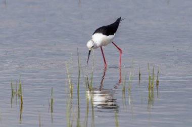 Göle tüneyen siyah kanatlı stilt yakın plan, Parc Natural dels Aiguamolls de l Emporda, Katalonya, İspanya