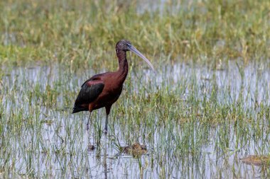 Kızıl Kulaklı Kaygan Kaplumbağa (Trachemys script ta elegans) Parc Natural dels Aiguamolls del Emporda, Katalonya, İspanya