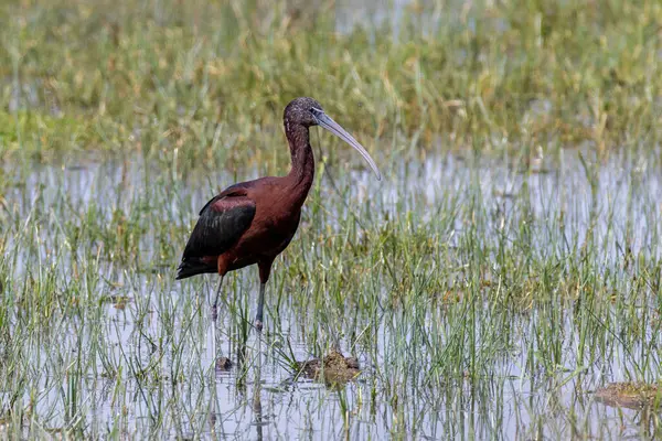 Kızıl Kulaklı Kaygan Kaplumbağa (Trachemys script ta elegans) Parc Natural dels Aiguamolls del Emporda, Katalonya, İspanya