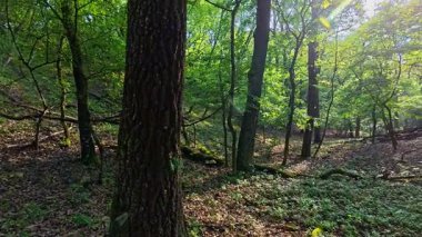 Bahar güzel meşe ormanı görüntüleri kimden Macaristan