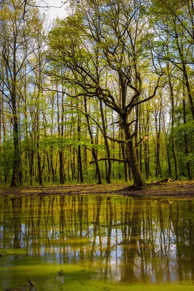 İlkbaharda meşe ormanı gölünün üzerinde güzel ışıklar