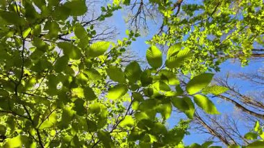 Hornbeam (Carpinus betulus) güneşli bir günde ilkbaharda ayrılır