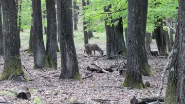 Macar ormanlarında bir bahar gününde yürüyen bir geyik.