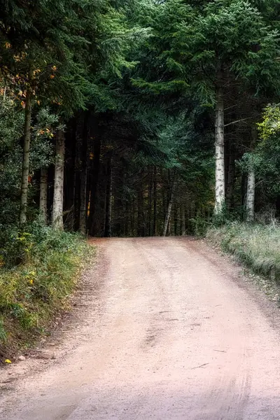 Çam ormanı içinde küçük yol