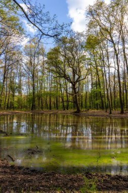 İlkbaharda güzel bir meşe ormanı sahnesi. Küçük orman göleti.