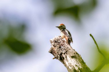 Ortanca benekli ağaçkakan (Dendrocopos medius) bir ağaç gövdesinde oturuyor
