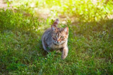 Genç, güzel çizgili kedi yaz aylarında doğa yürüyüşleri.