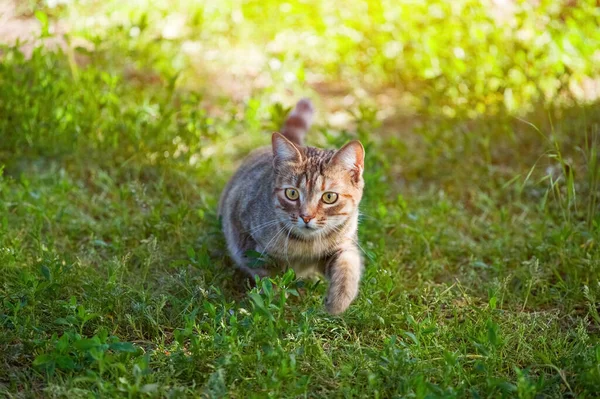 漂亮的条纹的猫走在大自然在夏天 — 图库照片