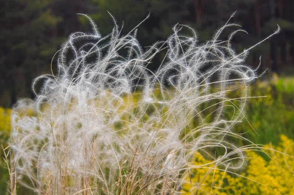 Beautiful Bush Feather Grass Growing Field — Stock Photo, Image