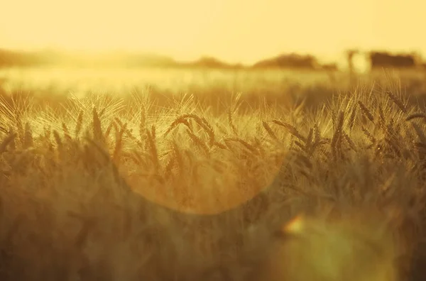 Зрелое Сухое Ухо Золотой Пшеницы Капли После Дождя Поле Закате — стоковое фото