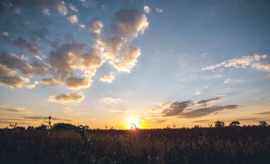 Güzel, büyük mısır tarlası arka planda gün batımında. Büyüyen kırsal ekonomi ürünleri.