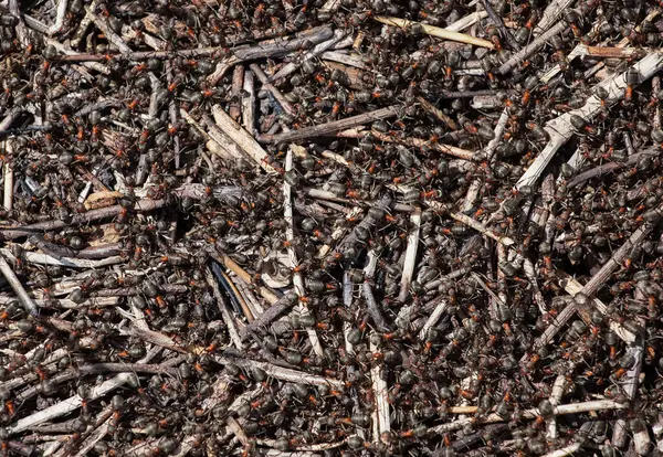 A flock of ants gather food near an anthill.