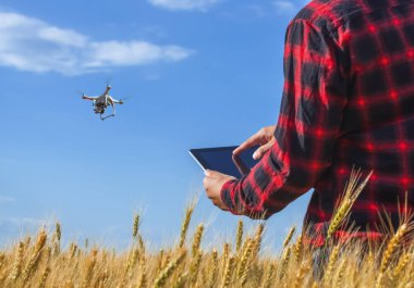 İşadamı olduğu bir alan olgun buğday bir Tablet bilgisayar basılı tutup quadcopter denetler. Tarıma dayalı işletme kavramı.